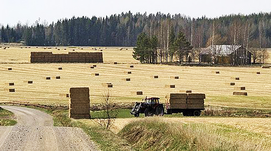 Ruokohelpisato korjuu Ruokohelpisadon korjuuta pellolta