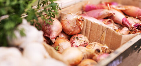 Sipuleja pahvilaatikoissa