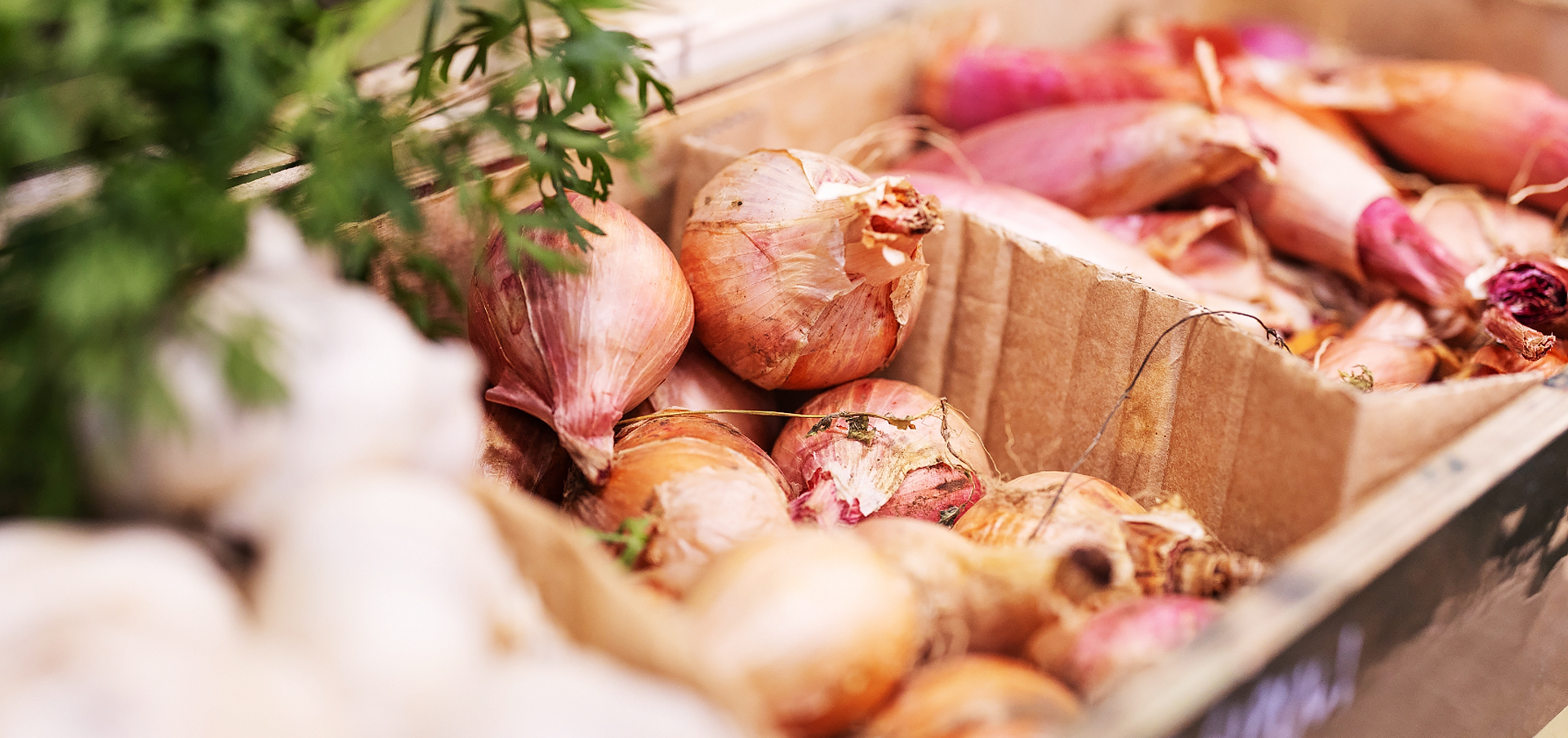 Sipuleja pahvilaatikoissa