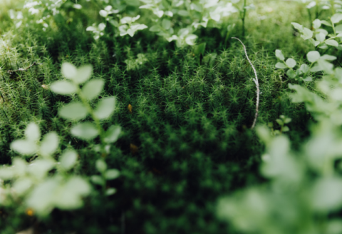 Kuvassa sammaletta ja varpuja